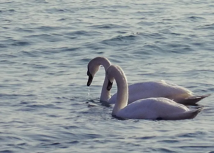 Appartamento Etara - 1 Rey&mar Saint *