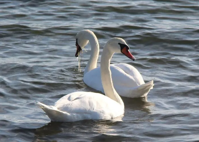 Etara - 1 Rey&mar Saint